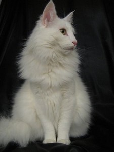 Norská lesní kočka